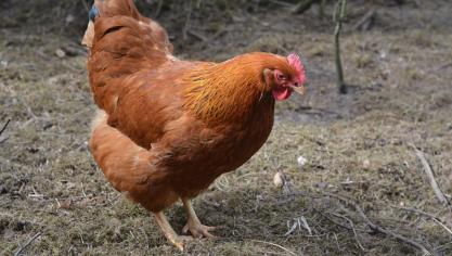 poultry-1904422_1920