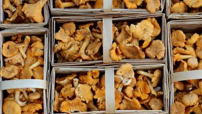 mushrooms-1623893_1920
