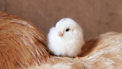 chick-929566_1920