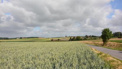 En céréales d’hiver, la situation se présente jusqu’ici beaucoup plus  favorablement qu’en 2016.