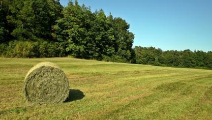 hay-2213643_1920
