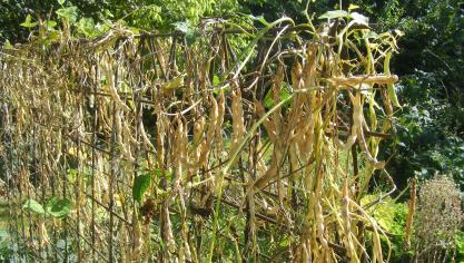 La culture de haricots sur perches permet d