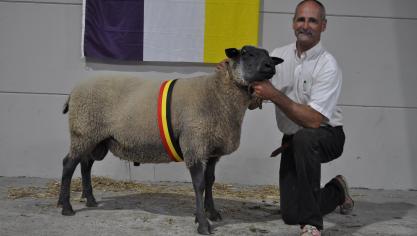 Chamion bélier Bleu du Maine à Bernard Lobet.