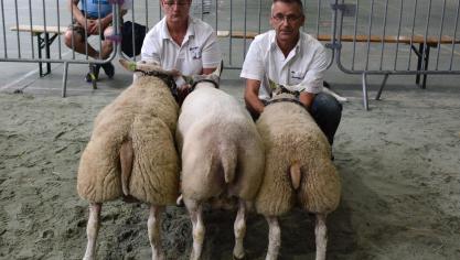 Championne des brebis suitées à D. Malbecq.