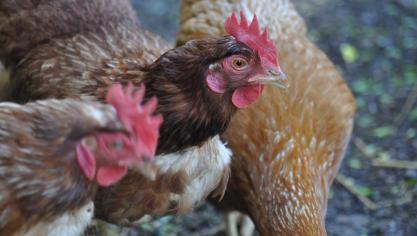 hens-786224_1920