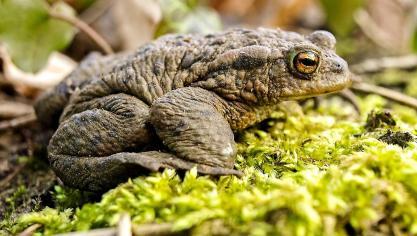 common-toad-2382959_1920