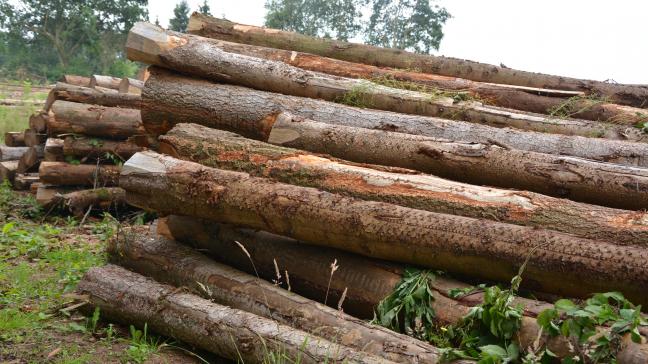 Depuis le dernier relevé, les prix moyens des bois sur pied ont peu évolué.