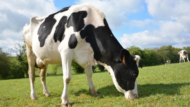 Outre ses propositions sur la poudre de lait, le commissaire Hogan a annoncé le lancement d’une campagne de sensibilisation sur l’utilité des organisations de producteurs dans le secteur laitier.