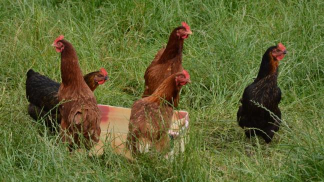 Si le risque de grippe aviaire se réduit de façon tangible, les mesures de confinement pourront être levées avant le 10 mars.
