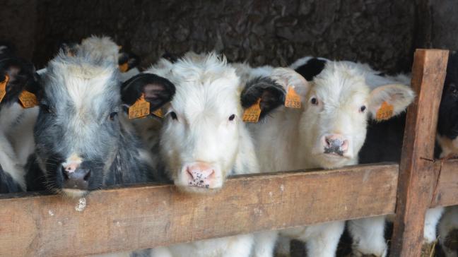 La Fédération nationale du commerce de bétail invite le secteur à vacciner au plus vite.