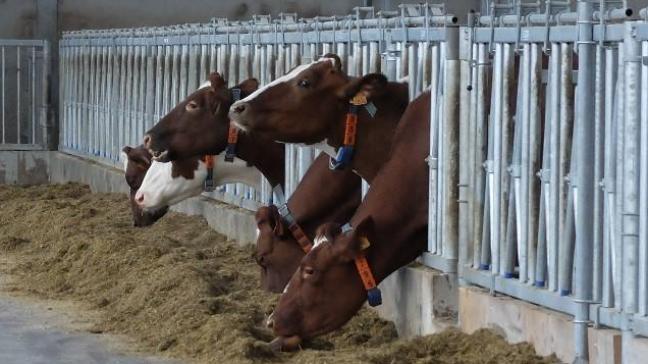 La technologie a déjà trouvé sa place dans les évelages laitiers. Ces vaches, par exemple, portent autour du cou des capteurs qui détectent les chaleurs.