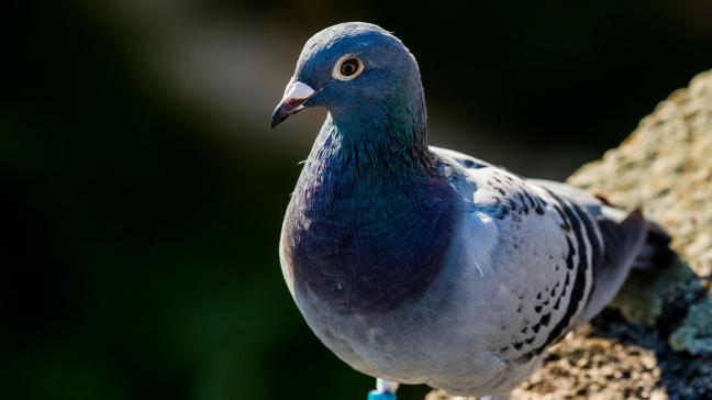pigeon-1699271_1920