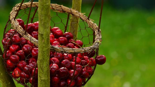 cherries-1503974_1920