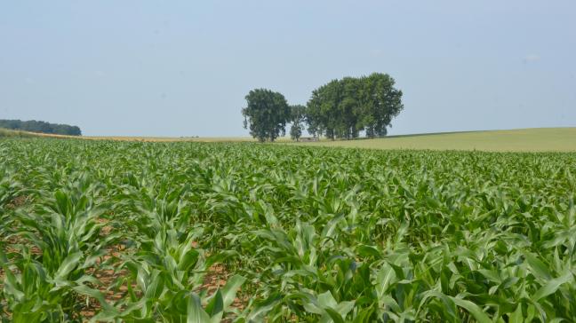 Le maïs comme les autres grandes cultures n’échappe pas à l’évolution des conditions d’emploi des produits de protection des plantes. Il est
important d’en tenir compte.