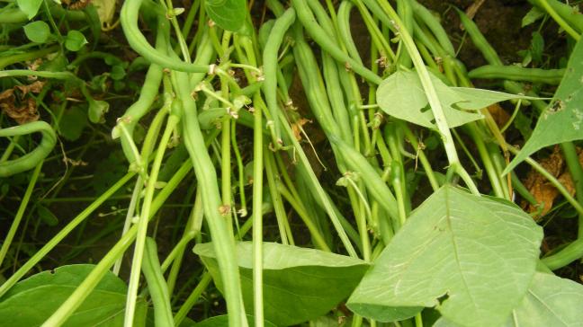 La tendreté des gousses est un critère important aussi bien pour la consommation en frais pour pour la conservation.