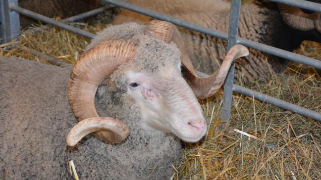 Parmi les effectifs ovins français, le Mérinos d’Arles, une race  d’une grande rusticité, élevée dans le sud de l’Hexagone,  pour ses agneaux et sa laine.