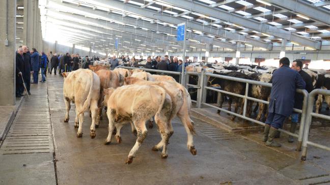 Sur le marché du jeune bovin, l’offre pourrait prochainement s’étoffer à travers l’Europe.
