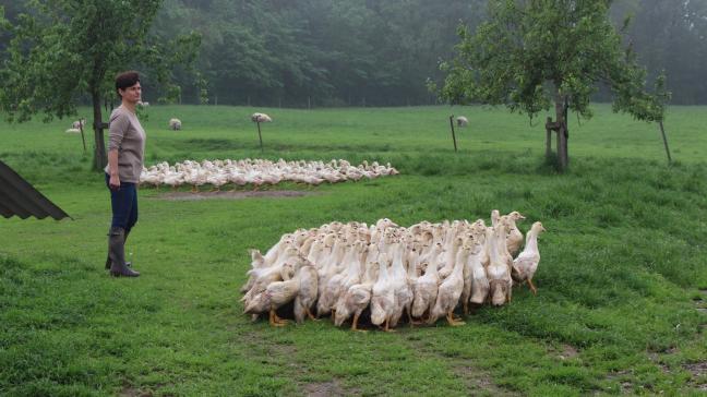 Les canards gambadent en prairie jusqu’à l’âge de 12 semaines.  Ensuite commence la phase de gavage durant 12 à 14 jours.