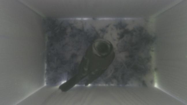 Le projet XperiBird permet, par le biais de nichoirs munis d’une caméra, de suivre la nidification des mésanges.