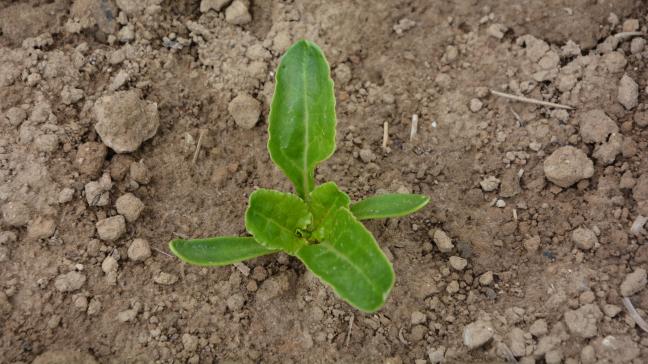 À partir du stade 4 feuilles, des herbicides racinaires peuvent être ajoutés pour construire et garantir un effet de rémanence.