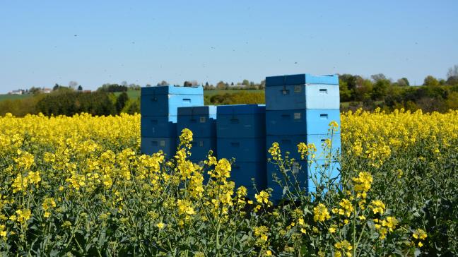 Un des volets du plan fédéral visera à sensibiliser et encourager les gestes en faveur des pollinisateurs.