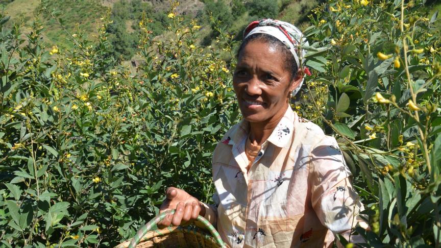 Le pois d’Angola produit par des arbustes pouvant atteindre  3 m de haut  est un aliment de base très  apprécié. On le retrouve très souvent dans les marchés.