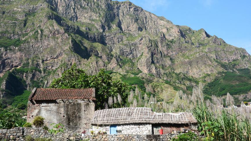 Vallées profondes et sommets abrupts composent le paysage de l’île de santo Antão, réputée notamment  pour la saveur de son grogue issu de la canne à sucre, en pleine floraison au moi de novembre.