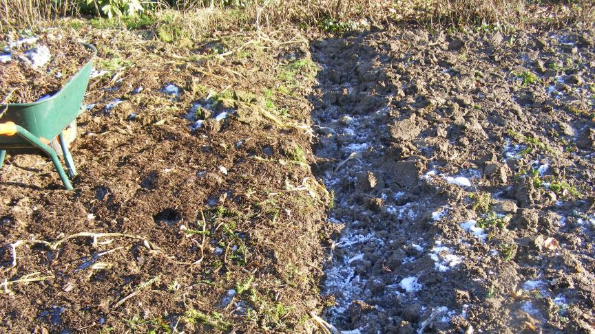 La partie du potager bêchée, à droite sur la photo, est bien décompactée, mais plus rien ne protège le sol de la battance par les pluies abondantes. Les plantes adventices sont enfouies. La partie non-bêchée est moins décompactée. Un travail adapté sera souhaité au printemps, par exemple avec un outil de décompaction qui ne retourne pas le sol. Les plantes adventices souffrent du gel mais ne sont pas détruites. Dans les deux situations, les vers de terre et autres organismes vivants ont leur rôle à jouer. Le compost de l'année dernière est également amené au potager. Il peut être incorporé dans les premiers centimètres du sol ou être posé en surface (mulching).