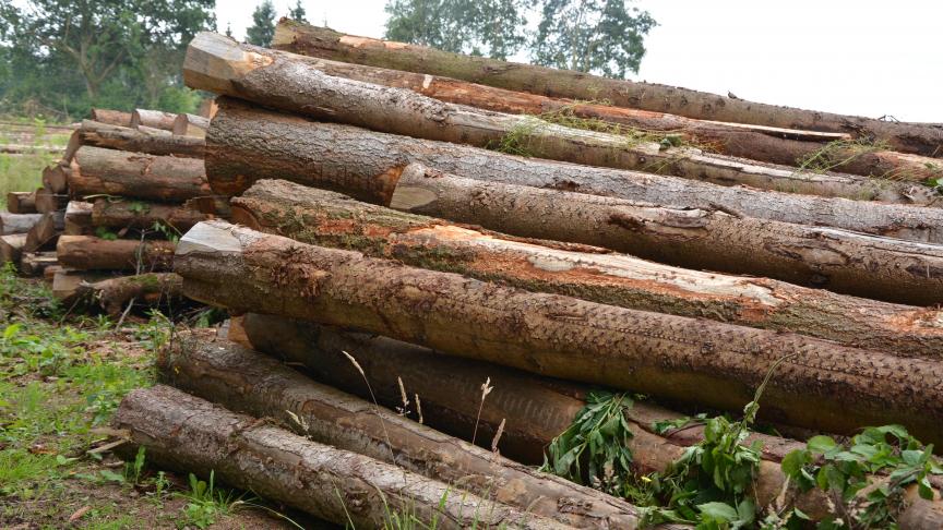Depuis le dernier relevé, les prix moyens des bois sur pied ont peu évolué.