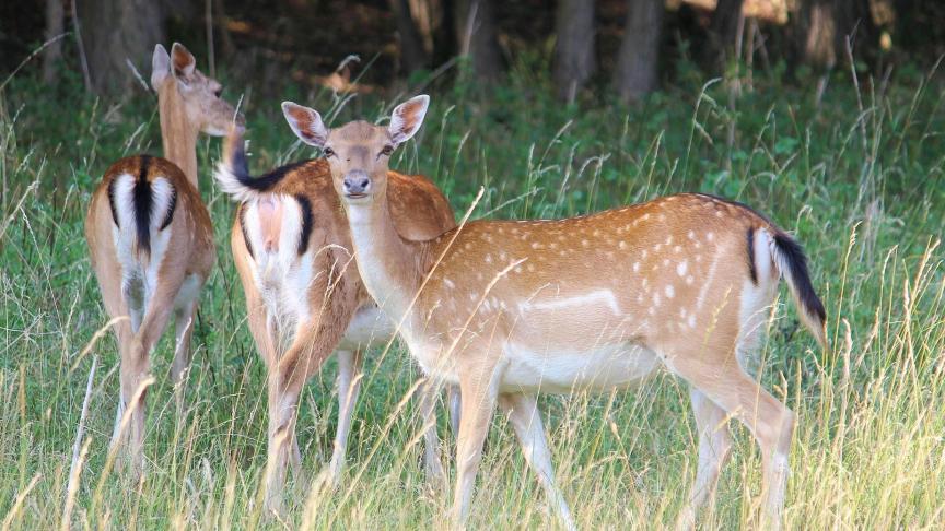 Le grand gibier a un impact sur la végétation, soit parce qu’il la mange, soit parce qu’il s’y frotte ou remue la terre.