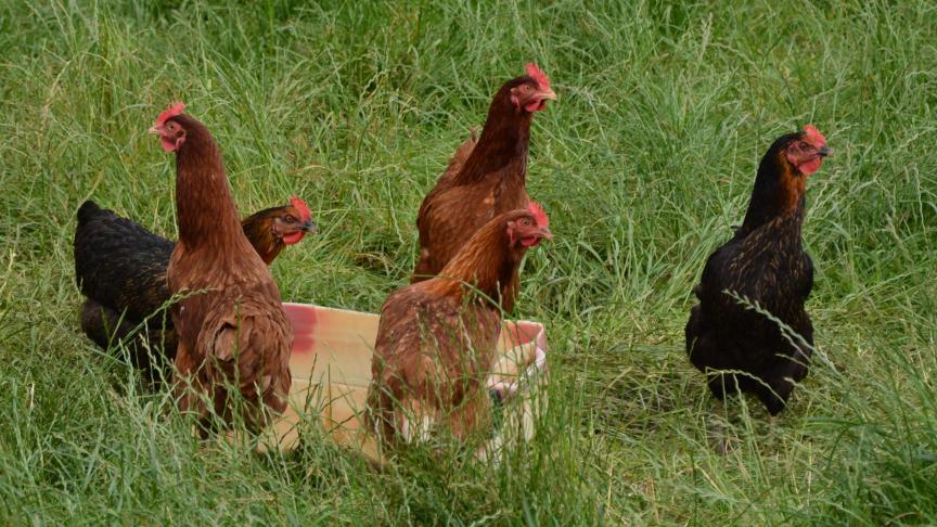 Si le risque de grippe aviaire  se réduit de façon tangible, les mesures  de confinement pourront être levées avant le 10 mars.