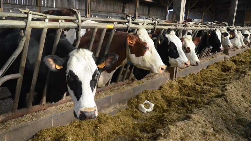 Les éleveurs laitiers européens pourraient retenir de nouveau leurs vaches de manière à répondre à la remontée du prix du lait.