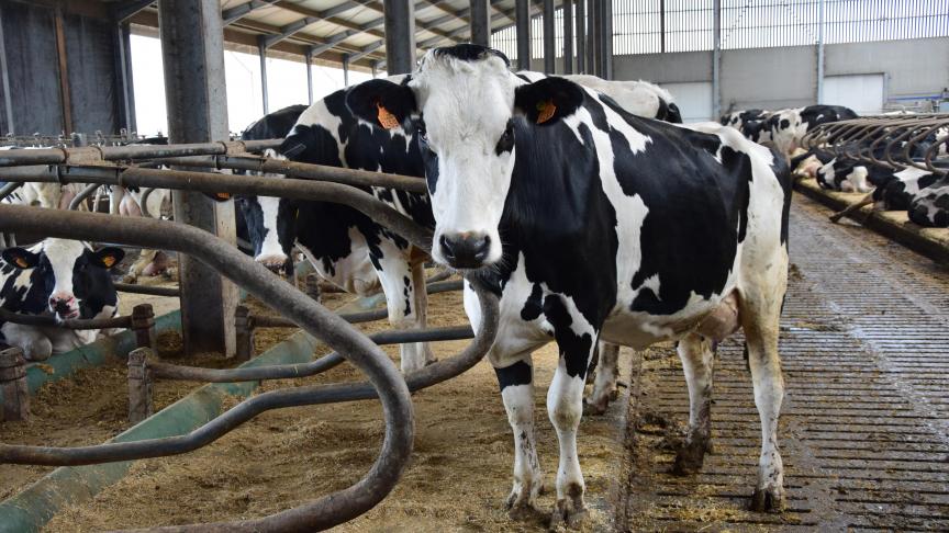 La ferme du Bailli mise sur la génétique et parvient à atteindre une production quotidienne moyenne de plus de 6.000 litres de lait.