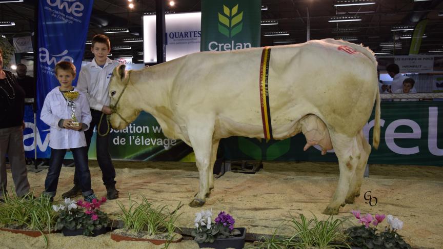 Binette de Plate Taille (Sapin X Charly), championne des vaches mixtes, à Vincent Vandromme,  Boussu-lez-Walcourt.