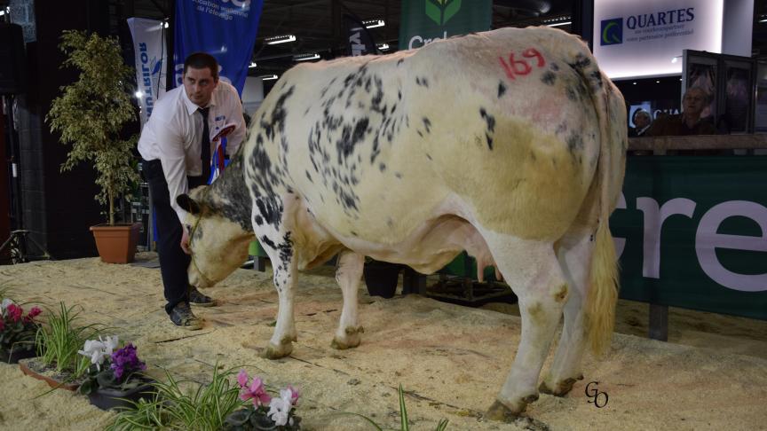 Osseuse (Baigneur), 1er prix des vaches mixtes (44 mois et +), à Benoît Lesseigne, Obaix.