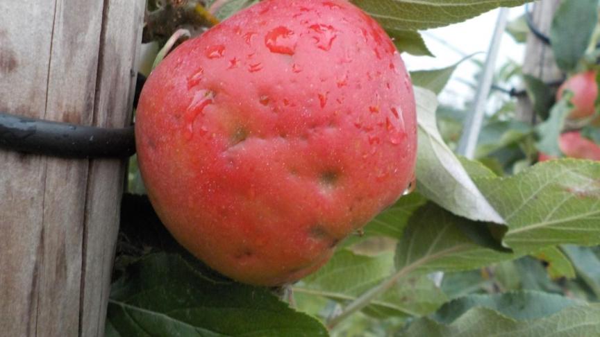 La grêle peut causer d’important dégâts aux pommes.