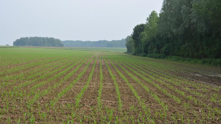 Une parcelle bien désherbée sera d’autant plus apte à exprimer le potentiel de la variété semée. A ne pas sous-estimer!