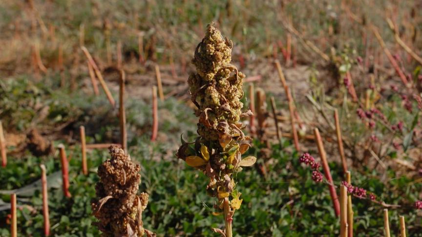 2013 a été proclamée « Année internationale du quinoa », un véritable coup de pouce pour François.