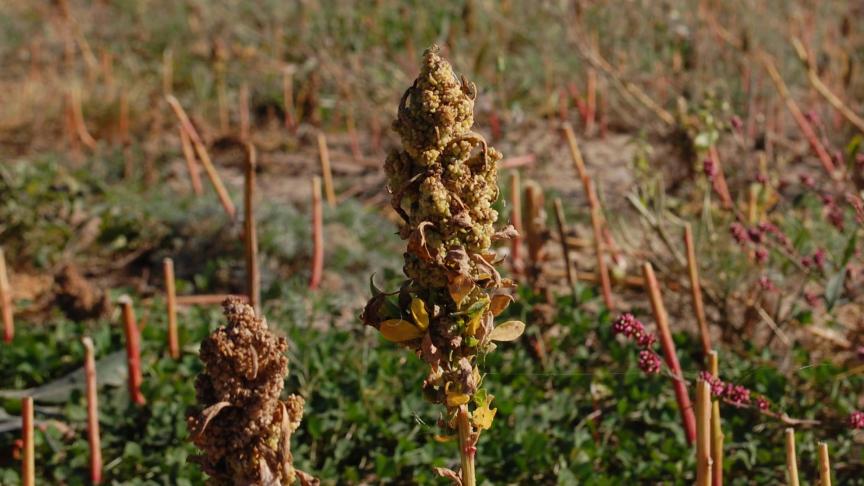 2013 a été proclamée  « Année internationale du quinoa », un véritable coup de pouce  pour François.