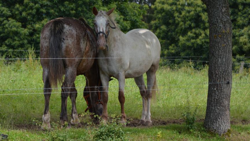 Pour les détenteurs de chevaux,  cet accord permettra de réduire  leur charge administrative.