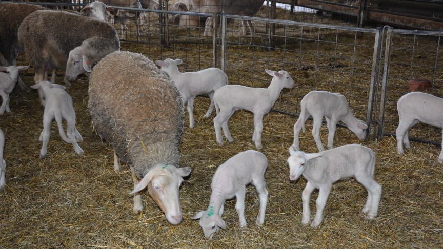 La filière ovine bio, c’est une croissance de 14 % entre 2015 et 2016.