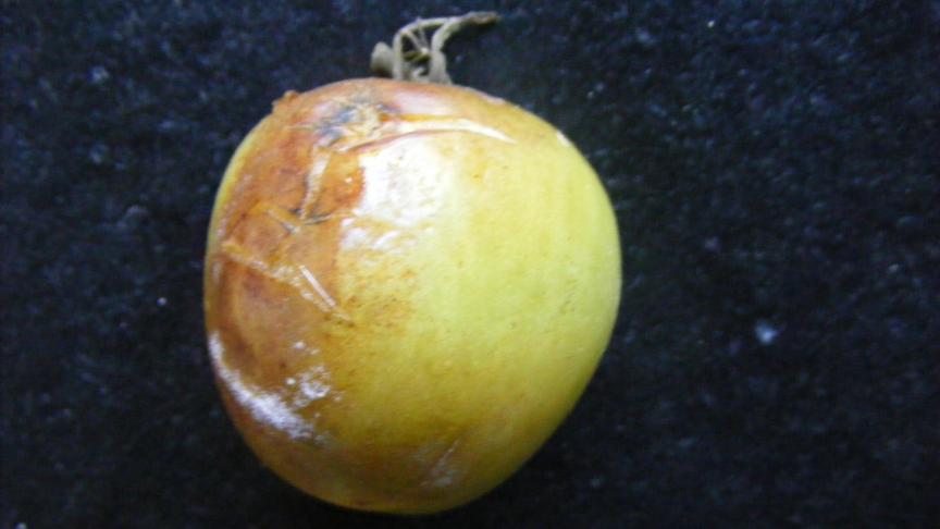 Le mildiou de la tomate est une maladie provoquée par le même champignon que le mildiou de la pomme de terre. Il est favorisé par des températures situées entre 14 et 20°C, mais est aussi capable de se développer à des températures plus basses ou plus élevée. Il faut souvent surveiller la culture et enlever et évacuer le plus tôt possible les premières feuilles ou fruits atteints.