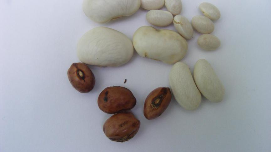 Les graines  de haricots sont de  coloris très variés.