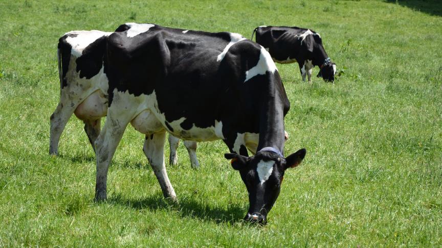 L’administration procède également au paiement des aides de crises accordées aux vaches mixtes
et laitières.