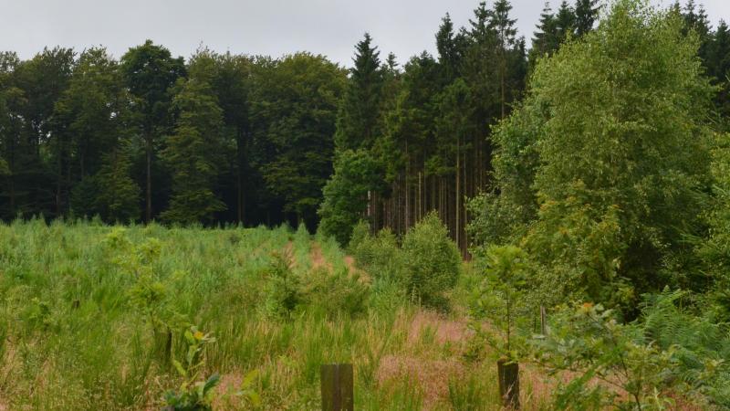 Le week-end du Bois et des Forêts d