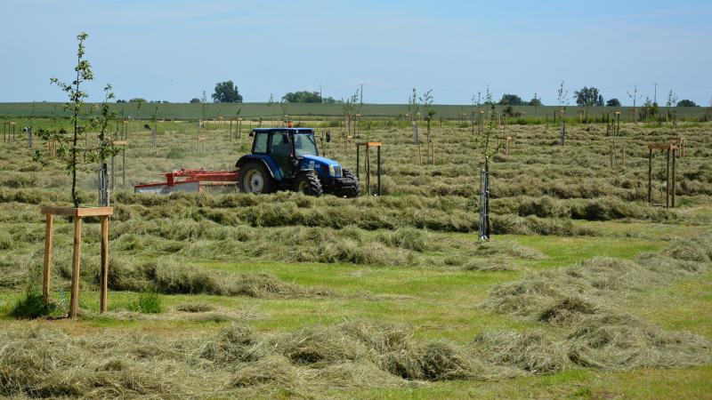 Un soin particulier sera apporté  aux jeunes arbres en vue de  garantir leur reprise  et la réussite du projet  agroforestier.