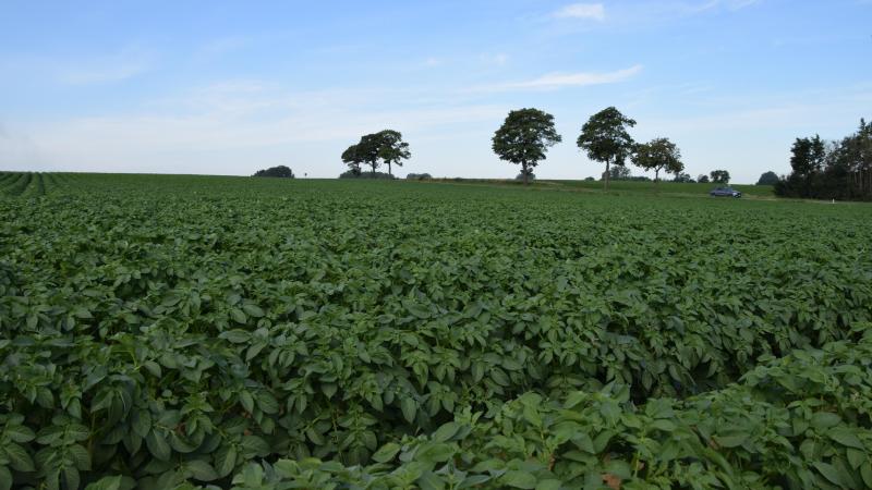 La hausse de la demande des industriels pour la campagne 2023-2024,couplée à des prix  de contrats en nettes hausses, devrait persuader les producteurs de continuer  de planter et de produire des pommes de terre.