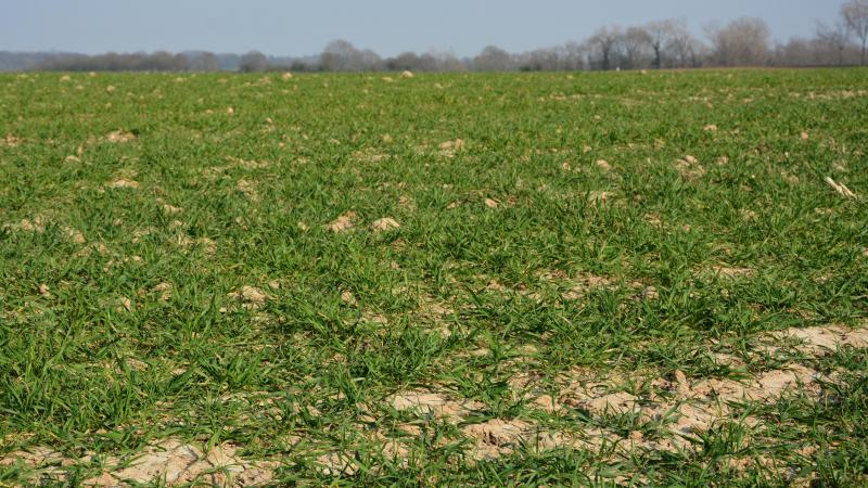 En comprenant les mécanismes d’infection mis en place par les champignons phytopathogènes, la lutte contre ces derniers s’en trouvera facilitée.
