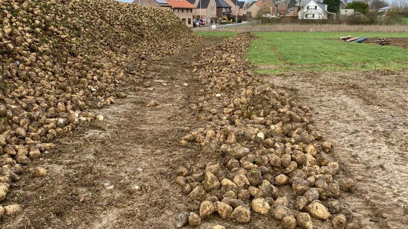 Dès la première semaine de janvier, les betteraves dégelées sont arrivées en usine et ont posé des problèmes dans le process au niveau de la filtration. Les industriels ont donc dû prendre des mesures parmi lesquelles l’écrémage des tas à la grue pour retirer les betteraves pourries.