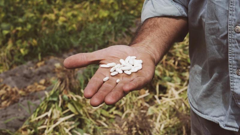 «Les légumineuses fixent l’azote dans l’atmosphère pour en faire profiter les plantes, ce qui permet aux agriculteurs de réduire leur utilisation d’engrais chimiques, favorisant ainsi l’adoption de pratiques agroécologiques».